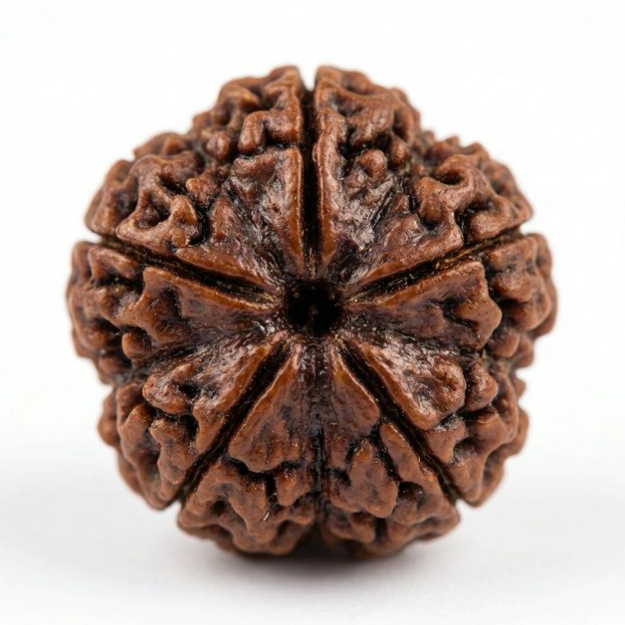 5 Mukhi Nepali Rudraksha - Paanch Mukhi