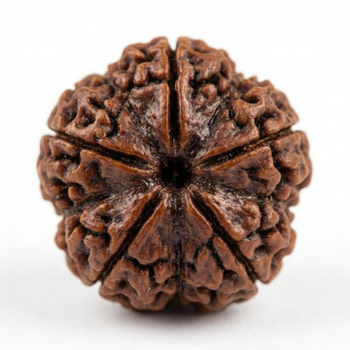 5 Mukhi Nepali Rudraksha - Paanch Mukhi